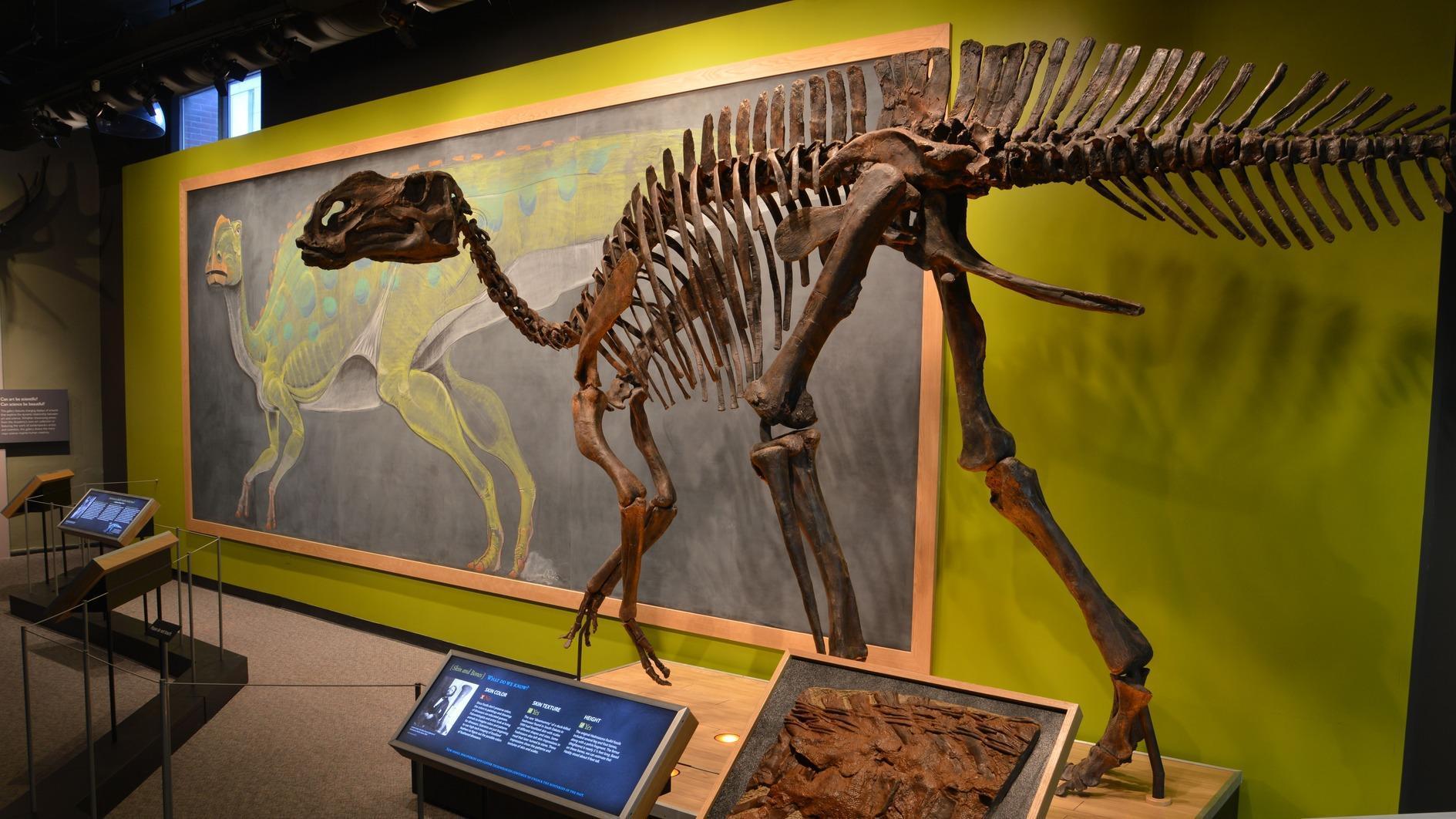 Restorationist solves dinosaur fossil 'puzzles'