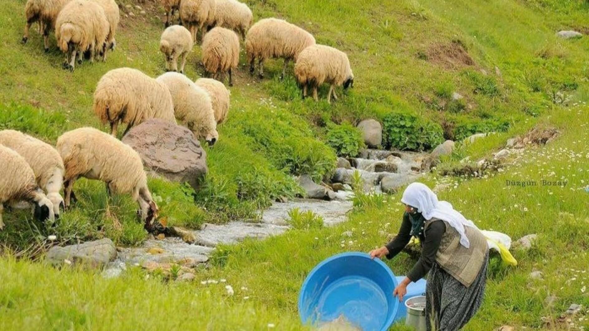  Livestock breeders face shortage of shepherds